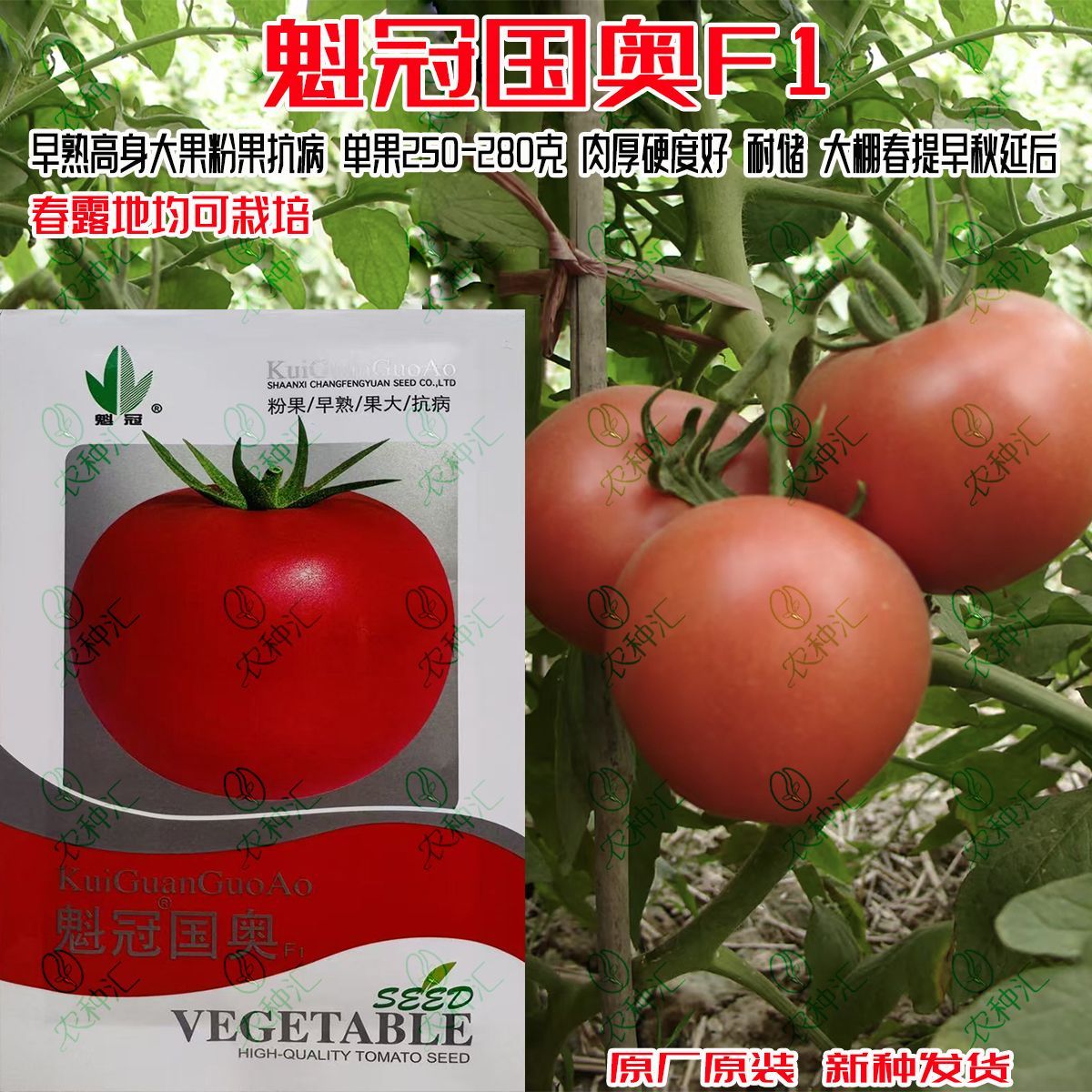 魁冠国奥F1西红柿种籽果面亮大小均匀丰产性好春秋保护地番茄种子