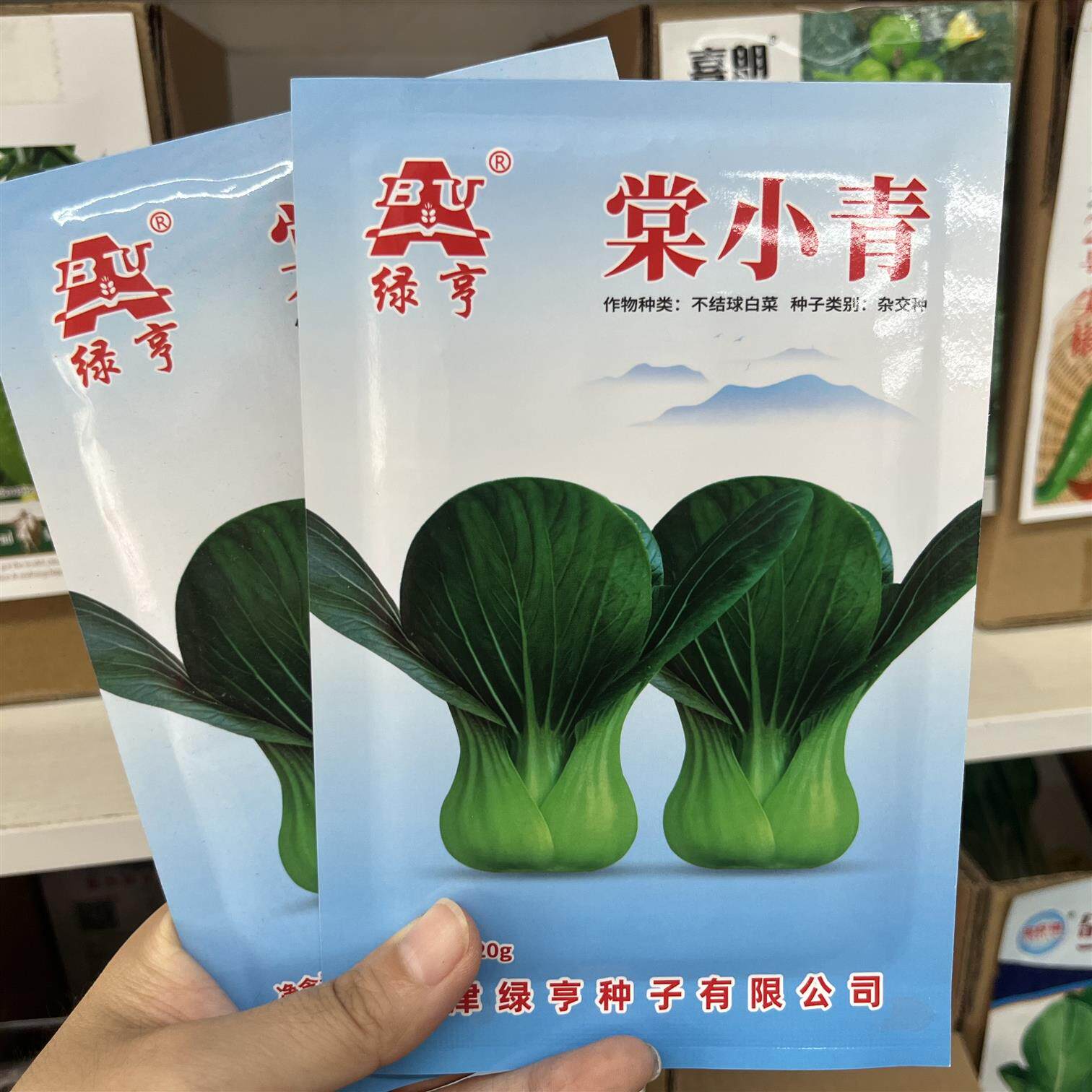 棠小青青梗菜种子株形紧凑叶色油亮叶柄肥厚长势强杂交青菜种籽子