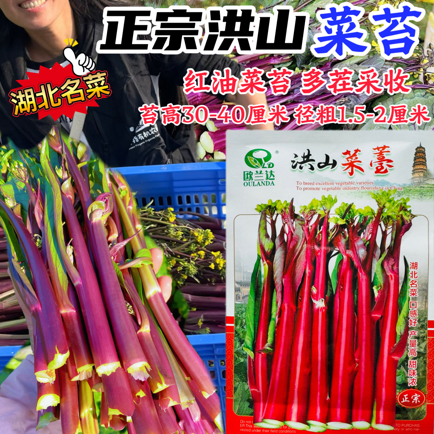 洪山菜苔种子多茬采收耐热耐寒适应性广产量高武汉正宗菜苔种子