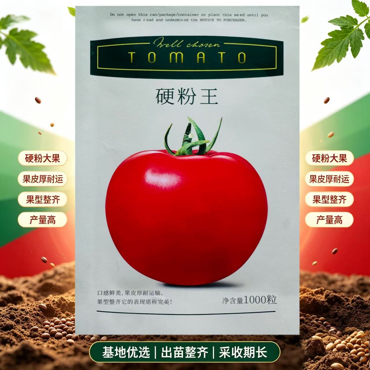 硬粉王西红柿种子早熟高产抗病硬果粉果番茄种籽大田基地西红柿种