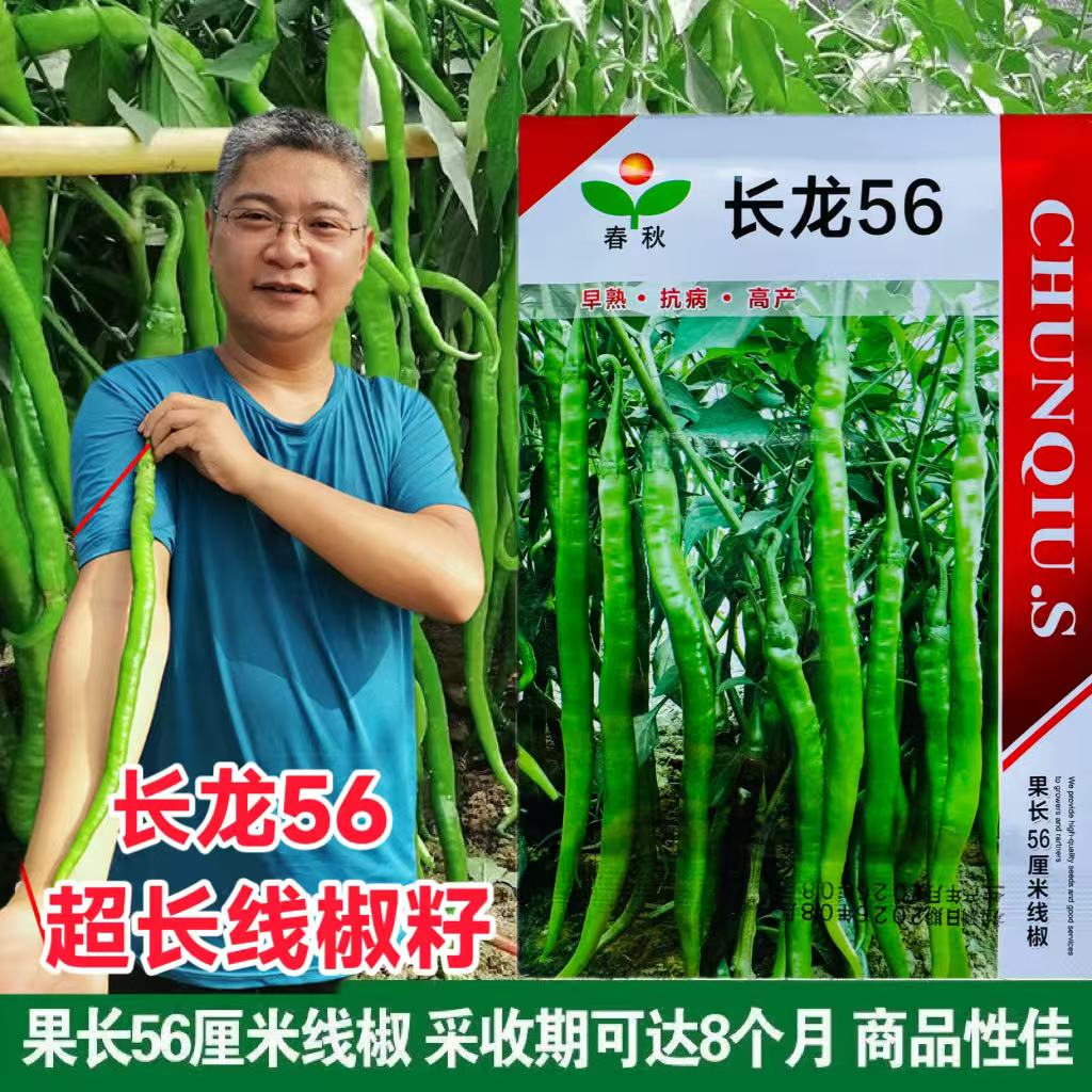 长龙56线椒辣椒种子高产超长早熟超辣薄皮种籽春夏秋四季季长线椒