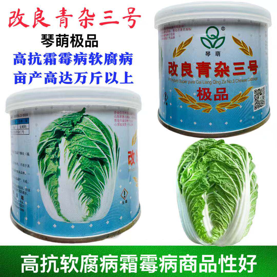 秋宝改良青杂三号大白菜种籽高产中晚熟圆筒胶州秋季大白菜种
