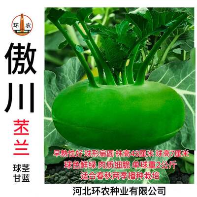 环农傲川苤蓝种子三系杂交早熟春秋青苤蓝种籽芥菜疙瘩芥蓝大头菜