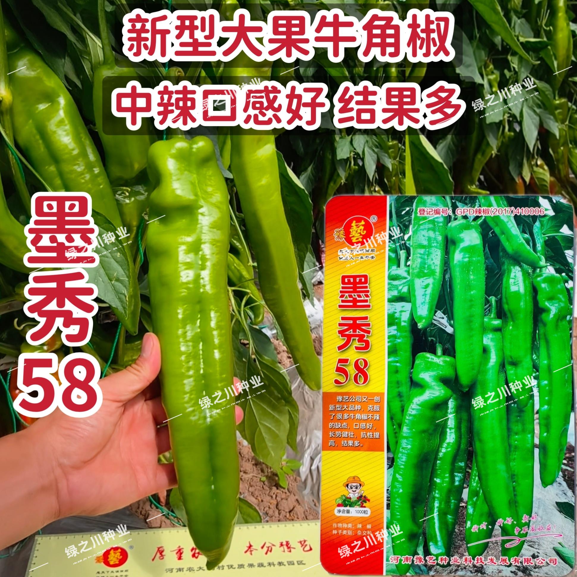 墨秀58特大果牛角椒种子中辣耐高温大号绿皮辣椒种籽高产大青椒种