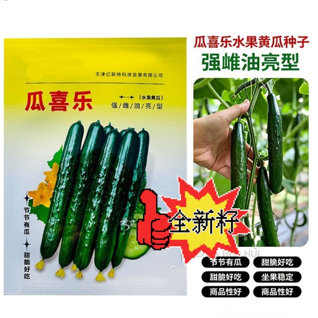瓜喜乐强雌水果型黄瓜种子薄皮高产油亮旱黄瓜种籽蔬菜瓜果小黄瓜