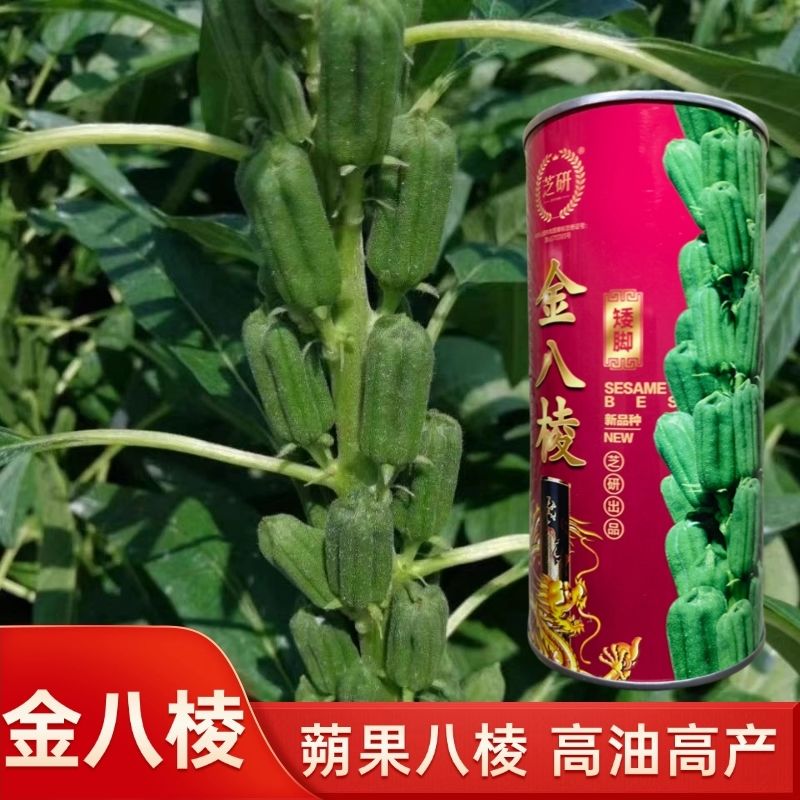 金八棱白芝麻种子矮脚高产高油抗病抗旱耐涝优质芝麻籽农家春夏播