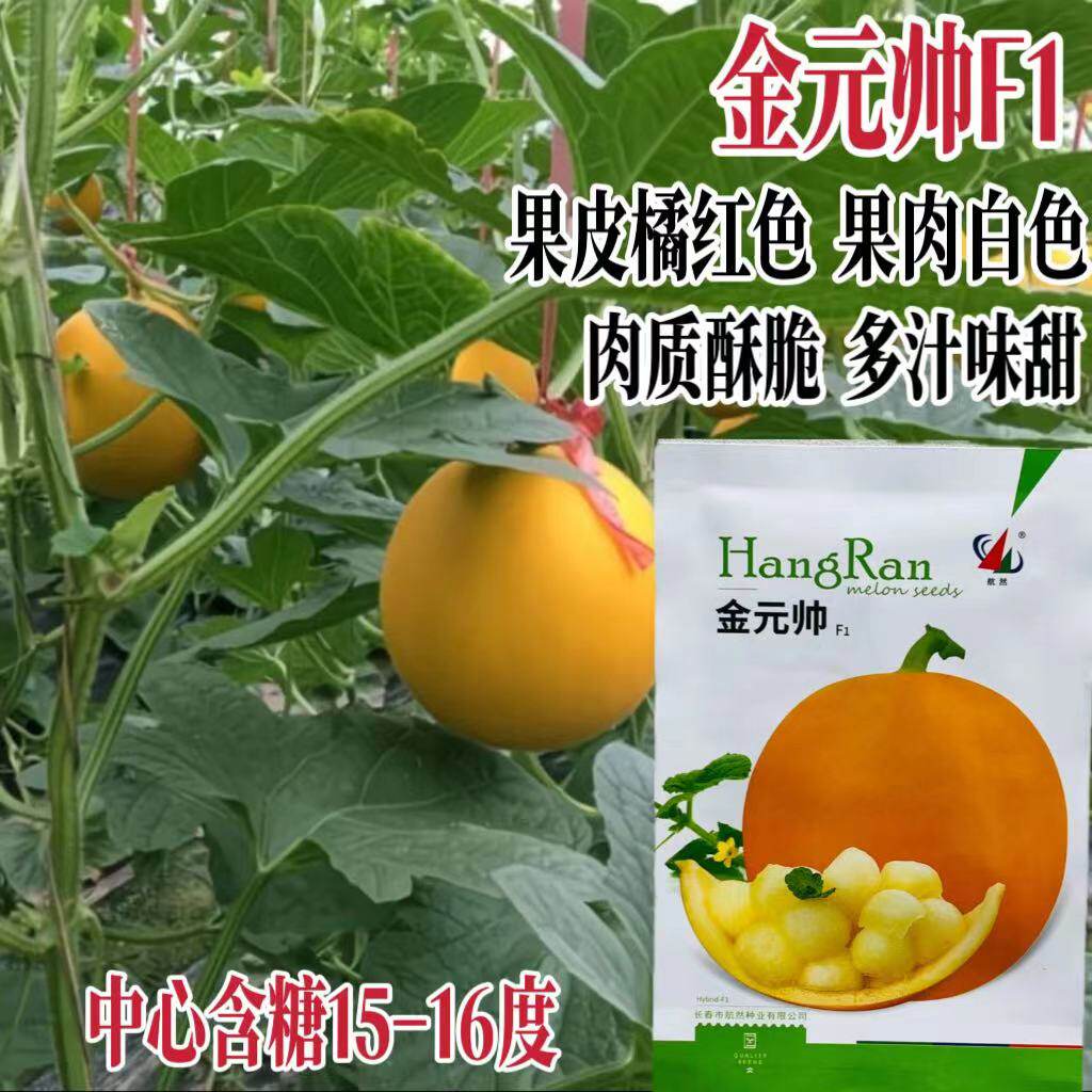 金元帅甜瓜种子橘黄皮白肉甜瓜种籽伊丽莎白香甜瓜含糖高瓜果种孑