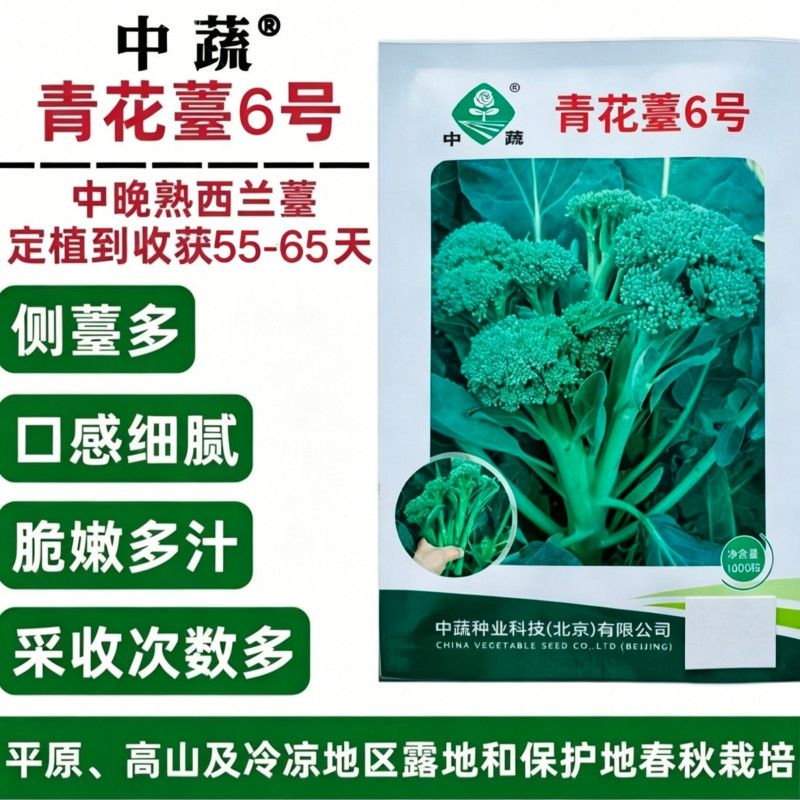 青花薹6号西兰苔种子春秋西兰薹种子西洋芥兰种子花椰菜口感脆甜