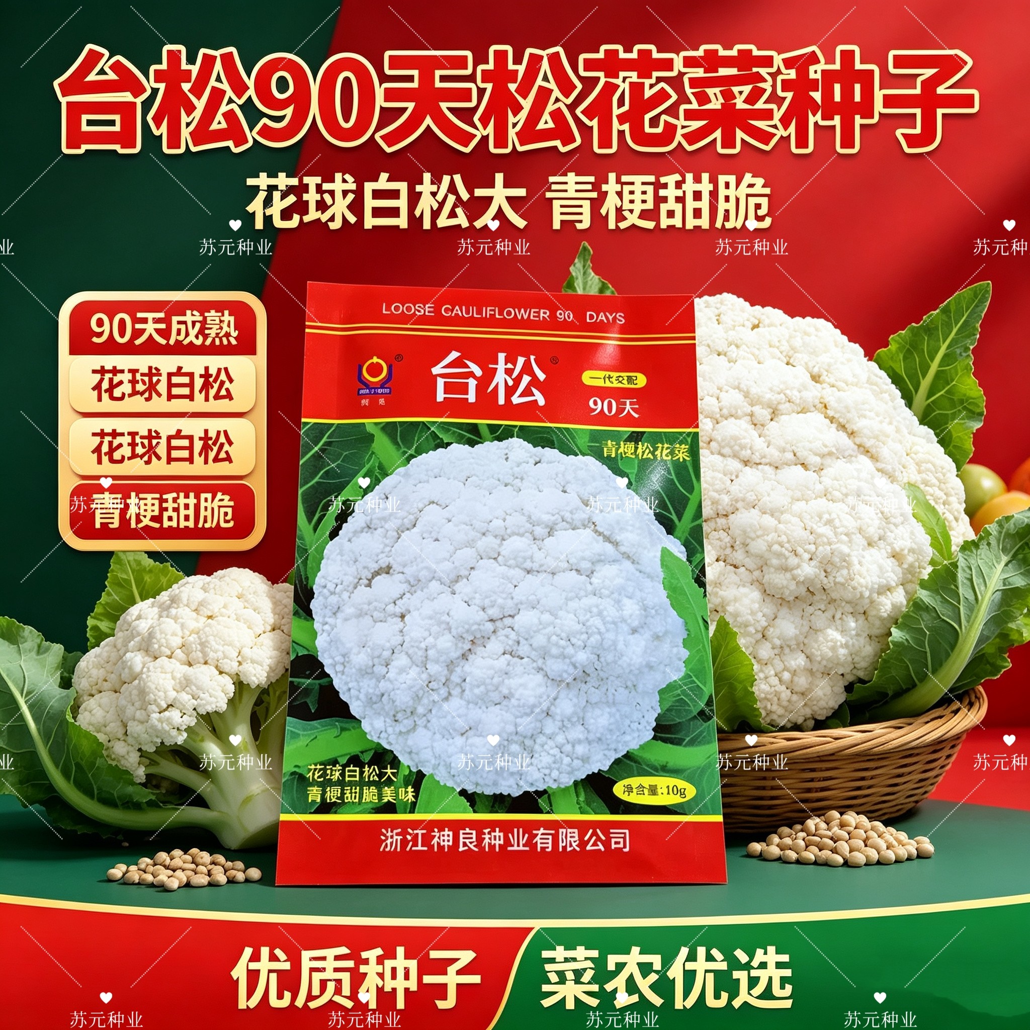 神良台松90天青梗松花菜种子中晚熟花球雪白松大耐寒抗病春秋种植