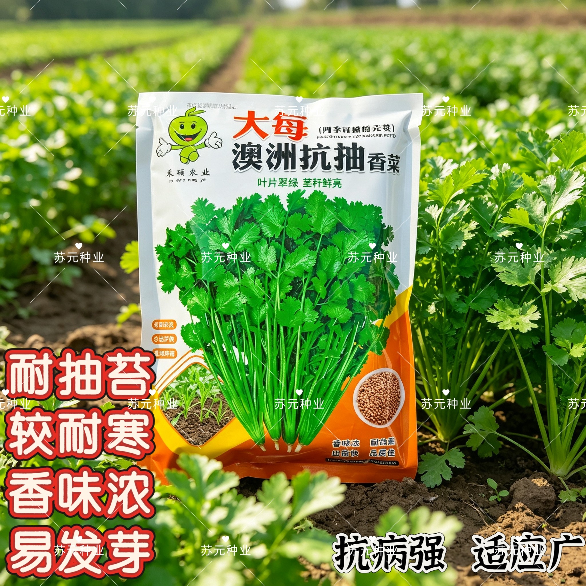 澳洲抗抽香菜种子速生大叶浓香高产耐寒农家新鲜蔬菜四季芫荽种籽