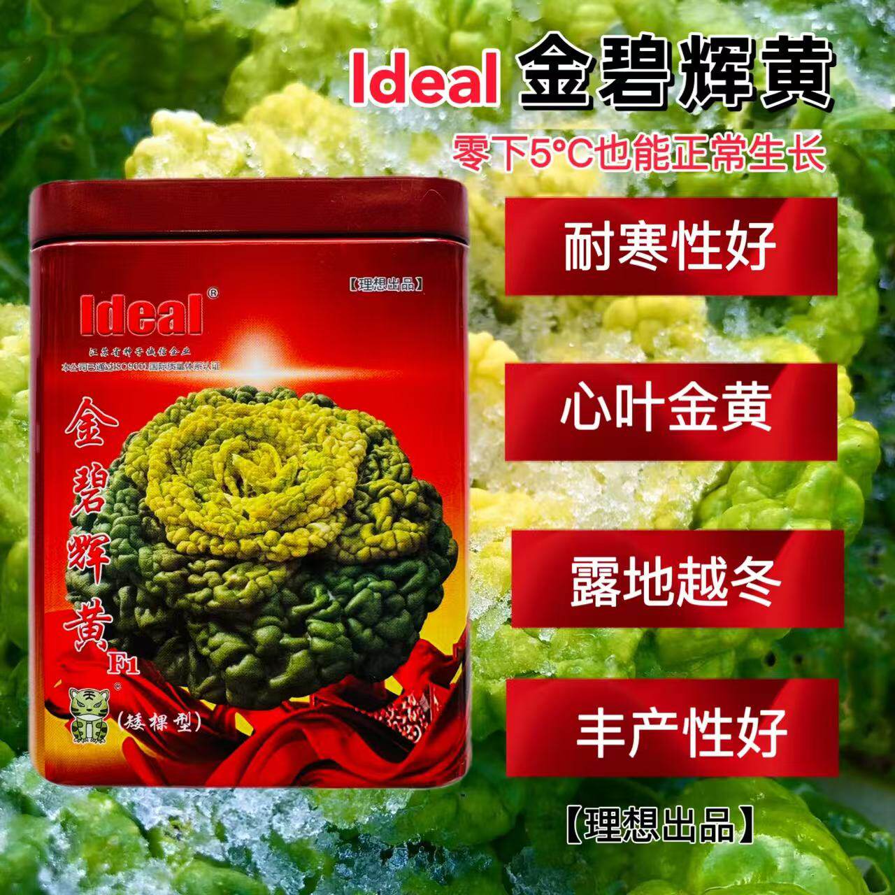 金碧辉煌好黄心乌塌菜种籽口感好耐寒特矮黄心乌菜种子高产菊花菜