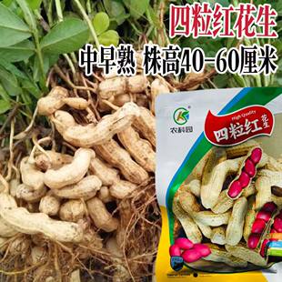 四粒红花生种子籽孑高产抗病春秋播种当季新种易种易发芽农家可留