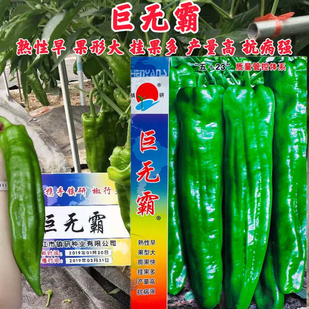 巨无霸辣椒种子高产微辣抗病大果辣椒种籽粗长牛角椒四季蔬菜种孑