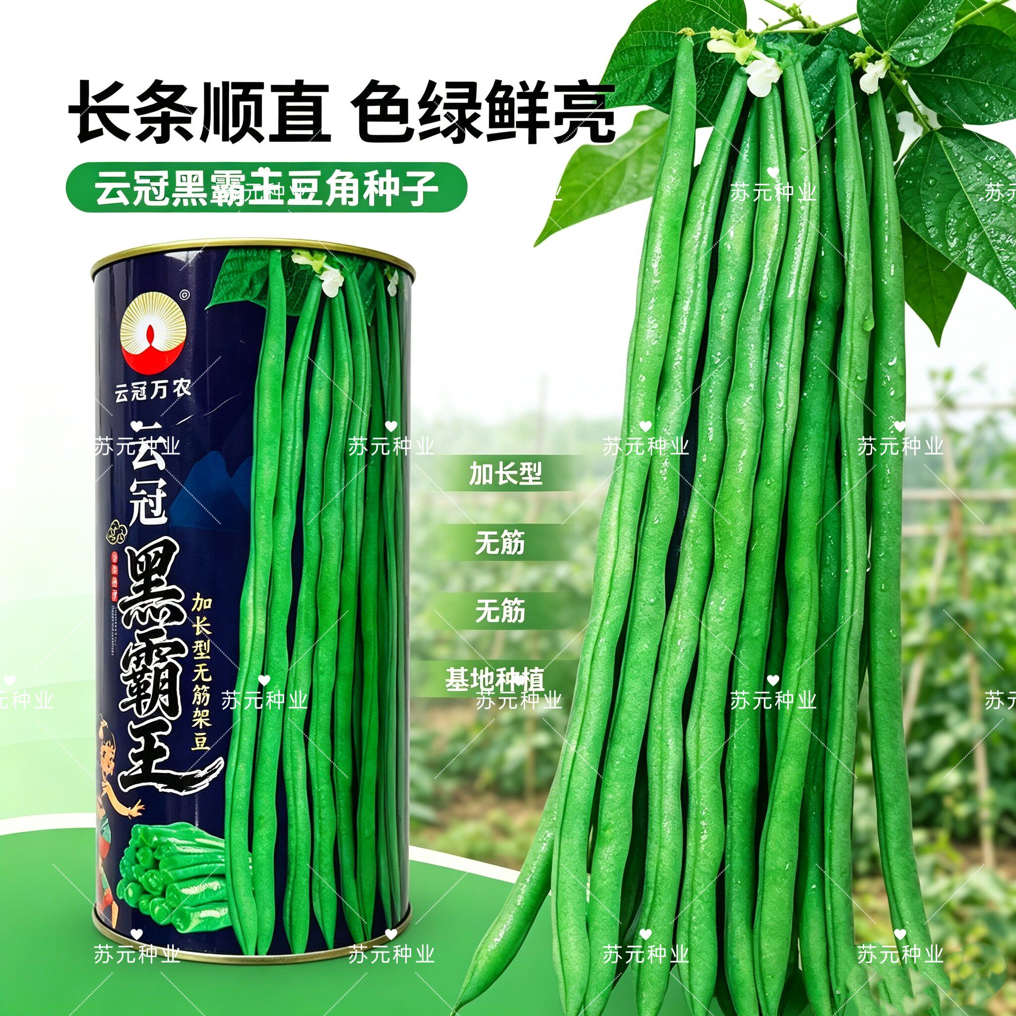 云冠黑旋风无筋豆种子蔓生嫩绿荚肉质厚耐中早熟老化抗病强春秋播