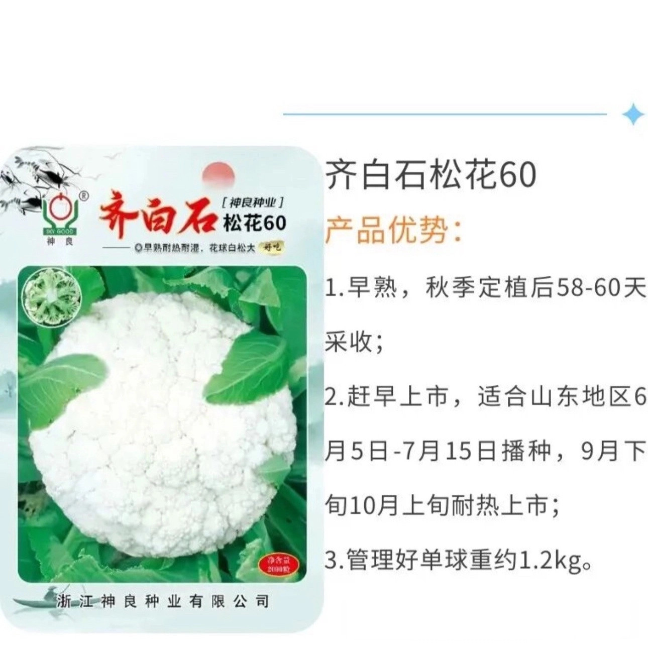齐白石60花菜种子早熟肉质柔软脆甜耐热耐湿花球雪白松大花椰菜
