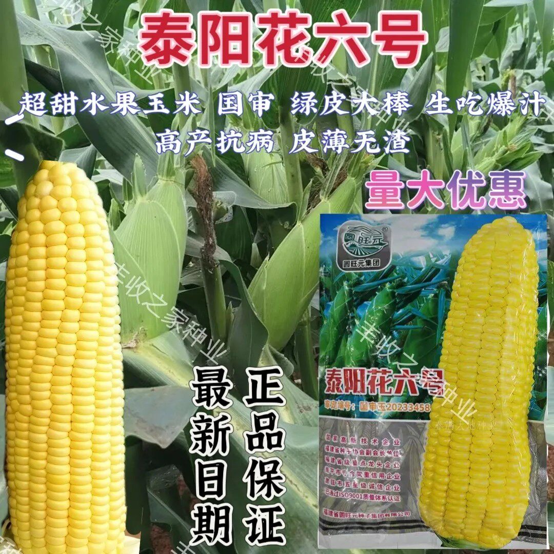 泰阳花6号玉米种子太阳花6号泰国超甜水果玉米种子早熟高产大棒