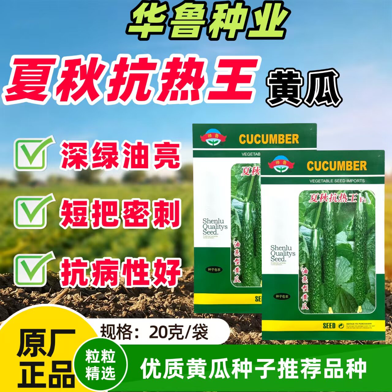 夏秋抗热王黄瓜种子高产强磁抗热黑油亮农家绿皮绿肉蔬菜黄瓜种子