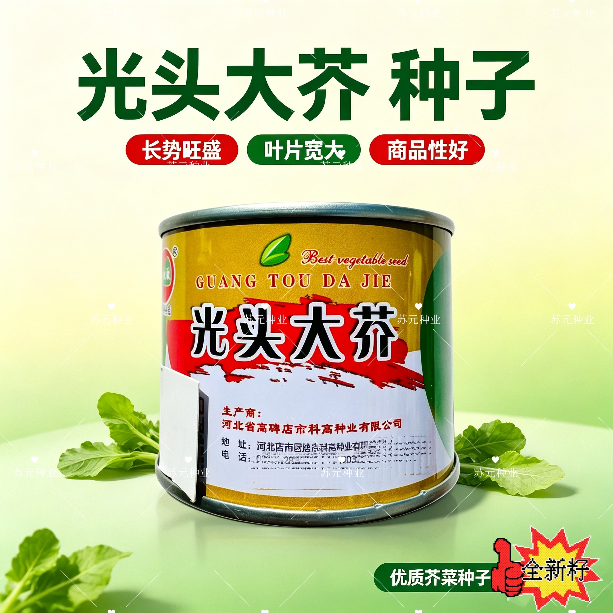 光头大芥菜种子板叶光芥王种子洋疙瘩洋大头菜种子腌制咸菜洋疙瘩