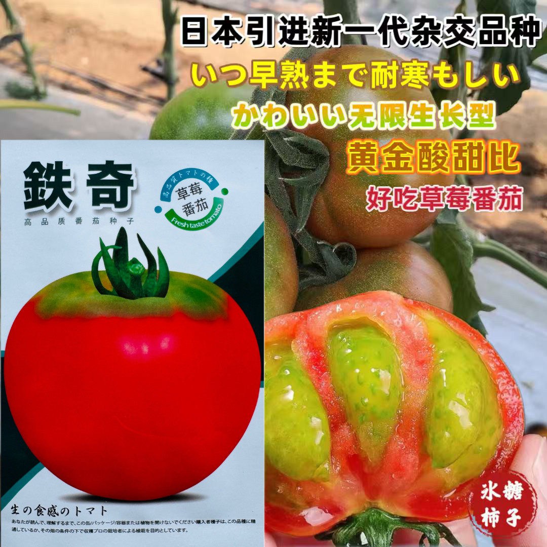 日本引进铁奇一代杂交草莓番茄种子西红柿种东北油柿子大果口感好