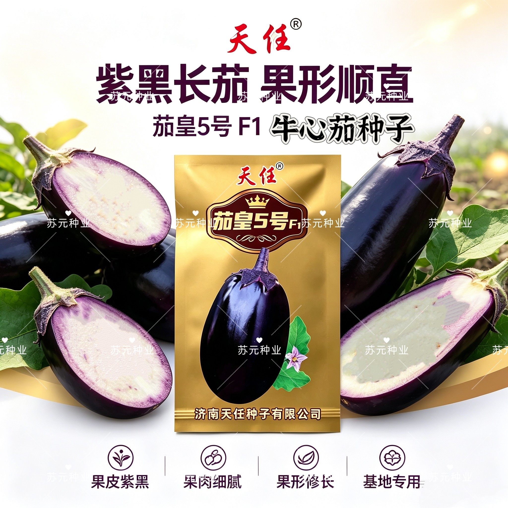 茄皇5号牛心罐茄子种子杂交长灯泡型5g中熟果卵圆形坐果率高基地