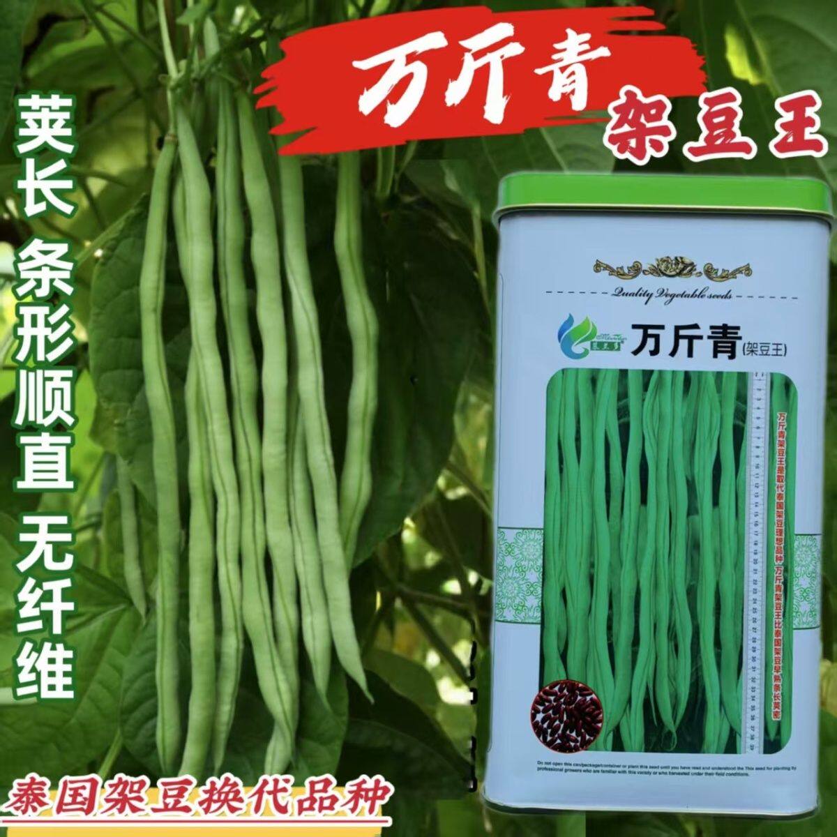 万斤青无筋架豆种子中晚熟四季豆菜豆种籽泰国架豆王春秋蔬菜种子