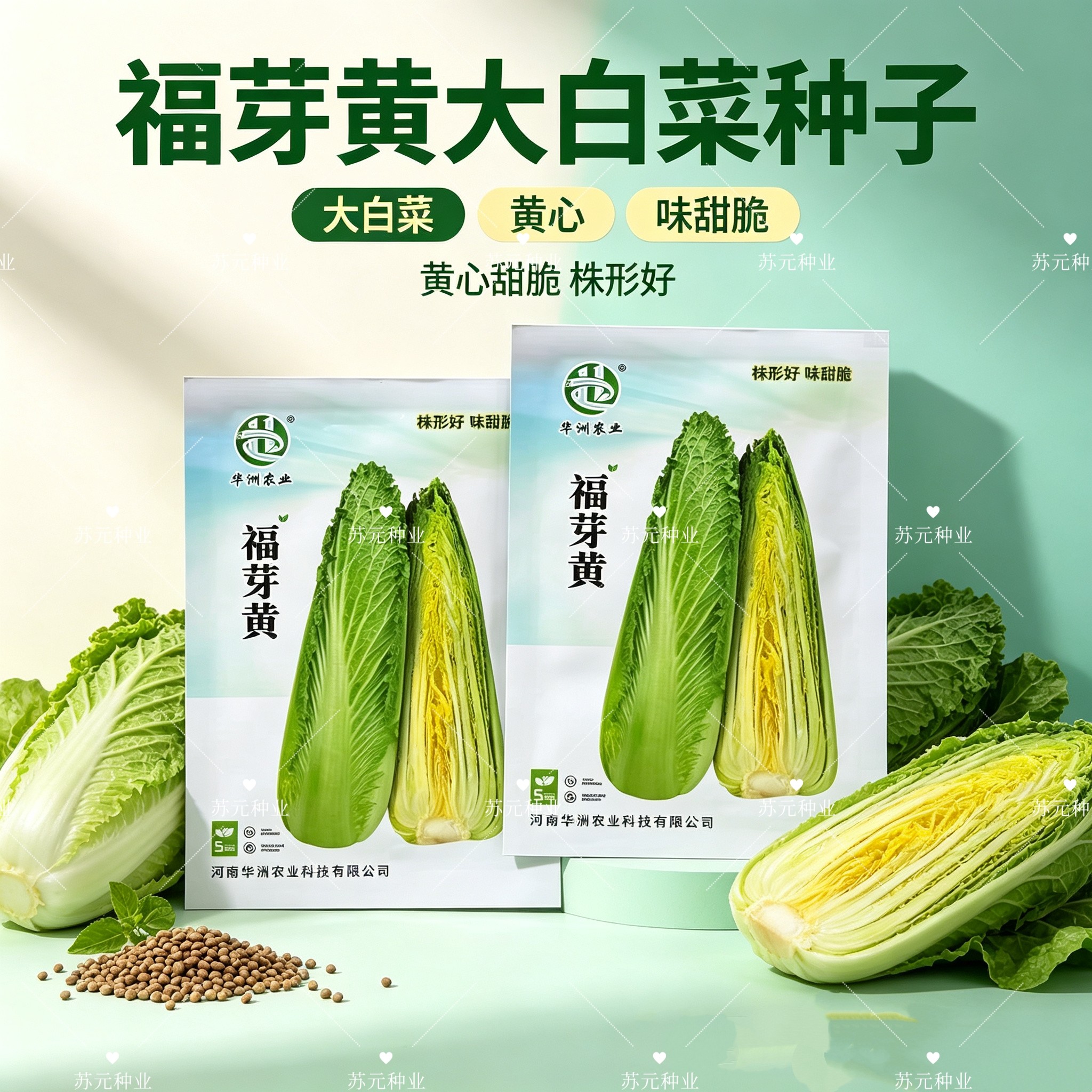 福芽黄大白菜种子矮颗绍菜类型白菜种杂交种籽70-75天 甜脆蔬菜籽