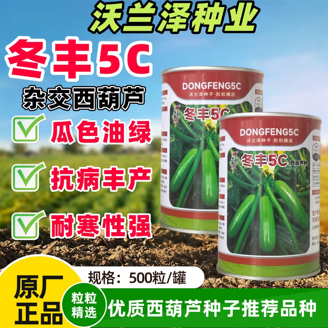 冬丰5C西葫芦种子耐寒越冬中早熟西葫芦种籽高产翠绿油亮西葫芦籽