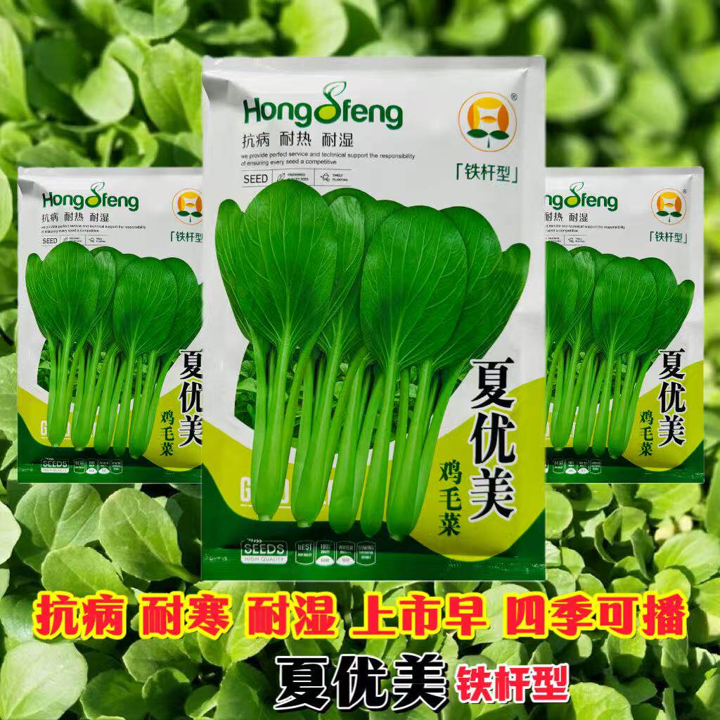 夏优美铁杆型鸡毛菜种子上市早抗病强耐湿热耐寒四季可播大田批发