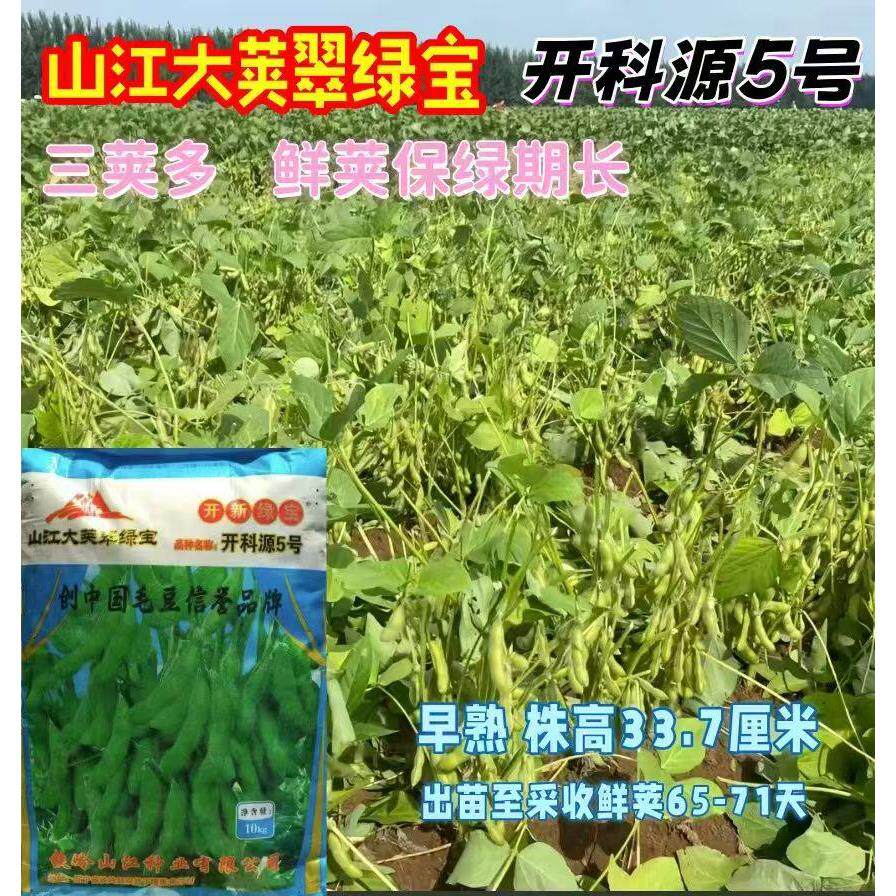 开科源5号大荚翠绿宝毛豆种子高产抗病香甜柔糯大荚青豆毛豆种籽