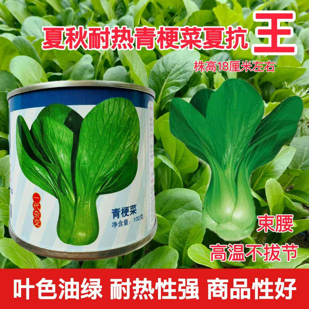 夏抗王抗热上海青菜油菜种子高温不拔节蔬菜种子青梗菜耐热夏播孑