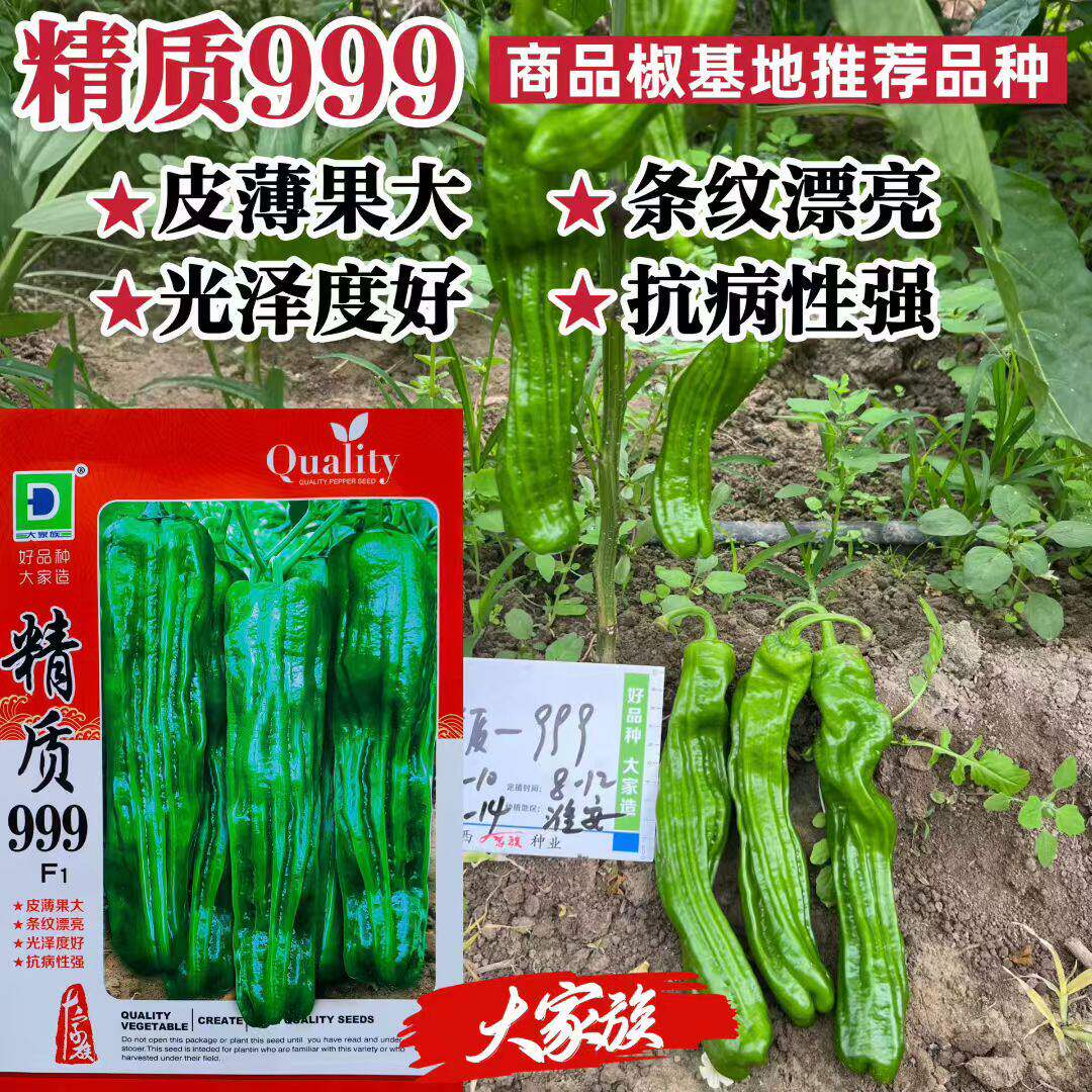 大家族精质999薄皮泡椒种子早熟深绿大果微辣高产四季牛角辣椒种