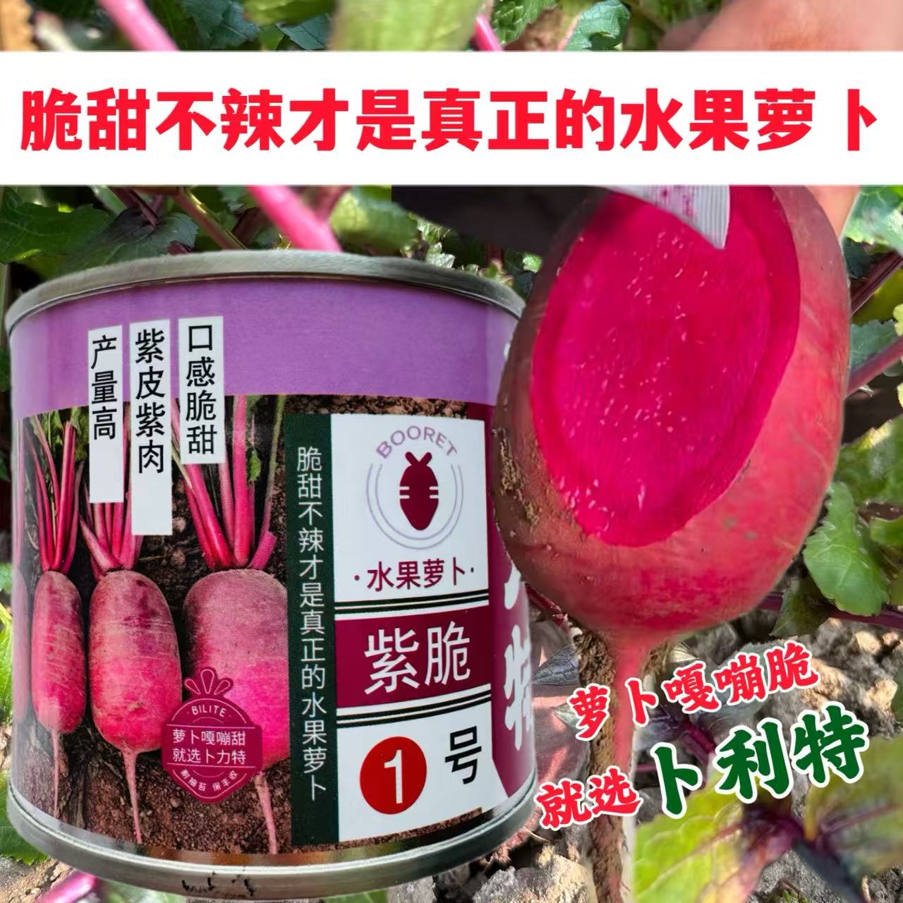 紫脆1号萝卜种子嘎嘣脆甜多汁紫美人凤梨水果萝卜冰淇淋红心红皮