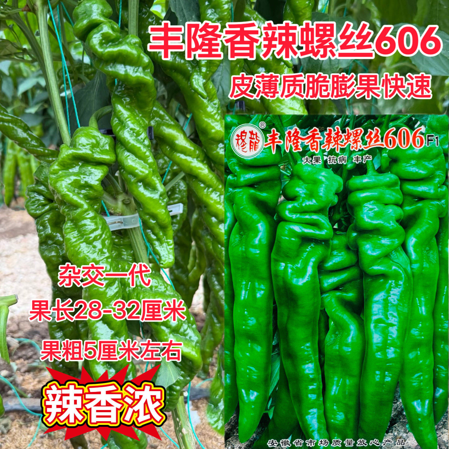 穆龙丰隆香辣螺丝606辣椒种子 大果螺丝椒皮薄质脆香辣籽菜园大田