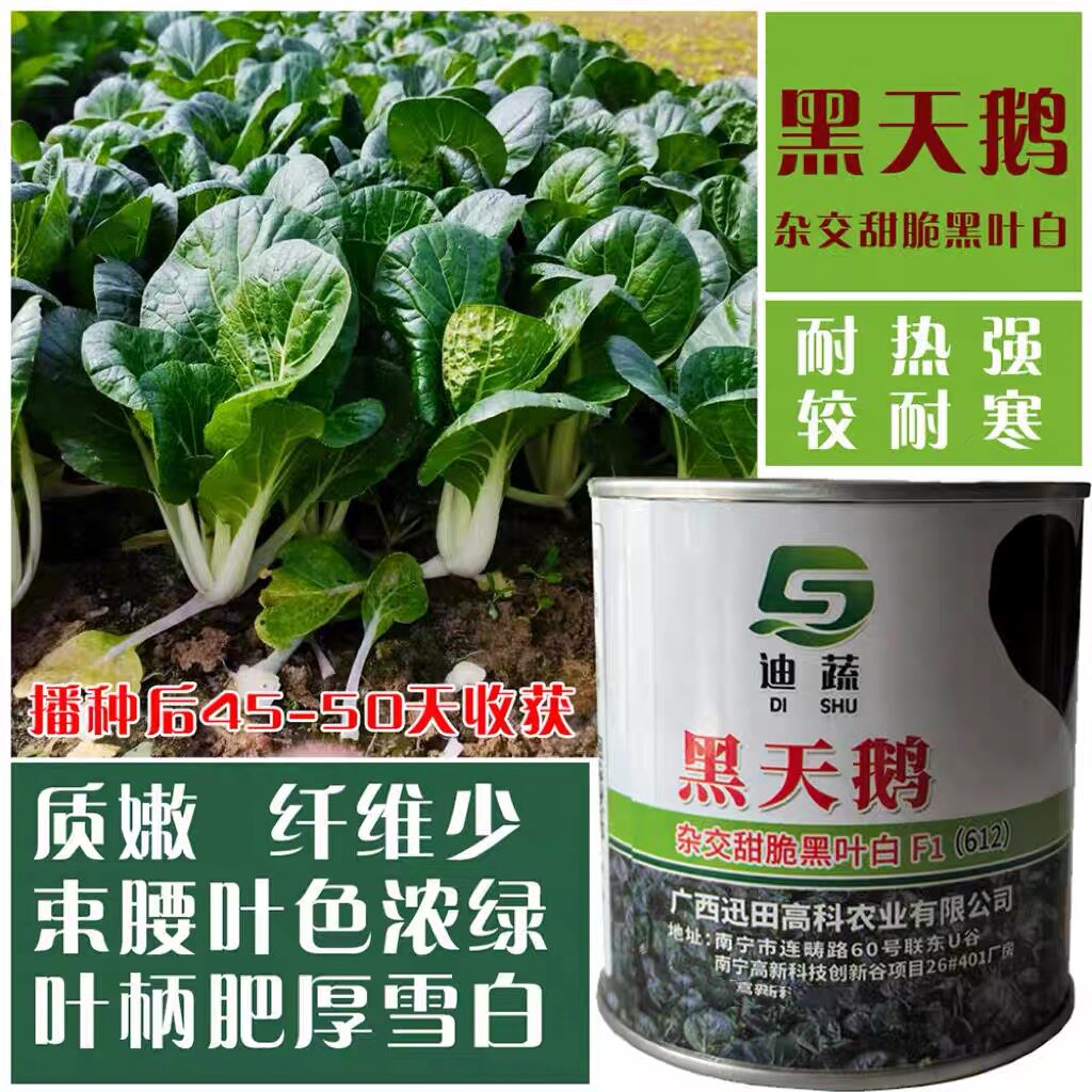 黑天鹅黑叶白种籽 杂交黑叶小白菜 甜脆口感好 菜园大田青菜菜籽