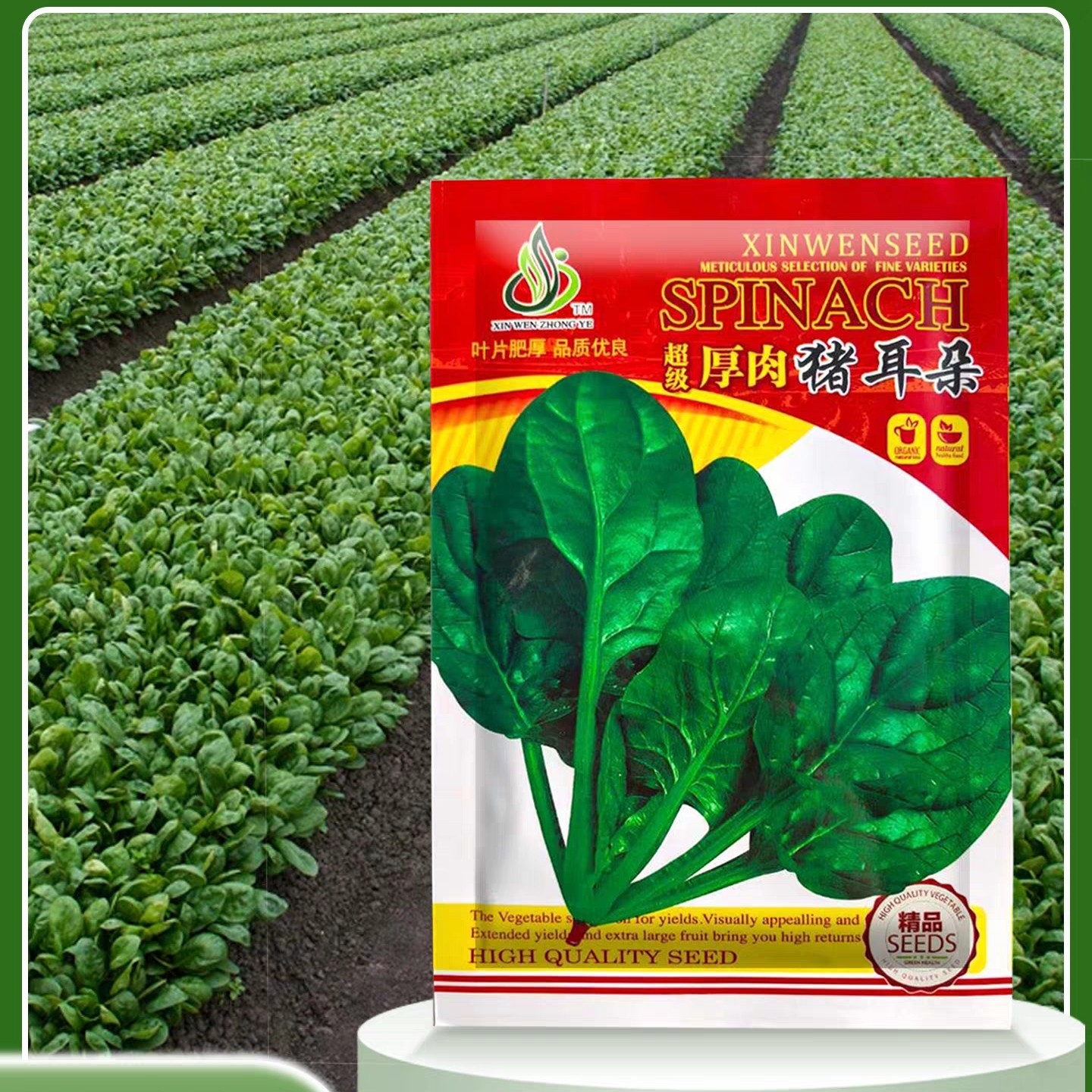 超级厚肉猪耳朵 菠菜种子 大叶肥厚高产耐寒抗病商品性佳 秋季播