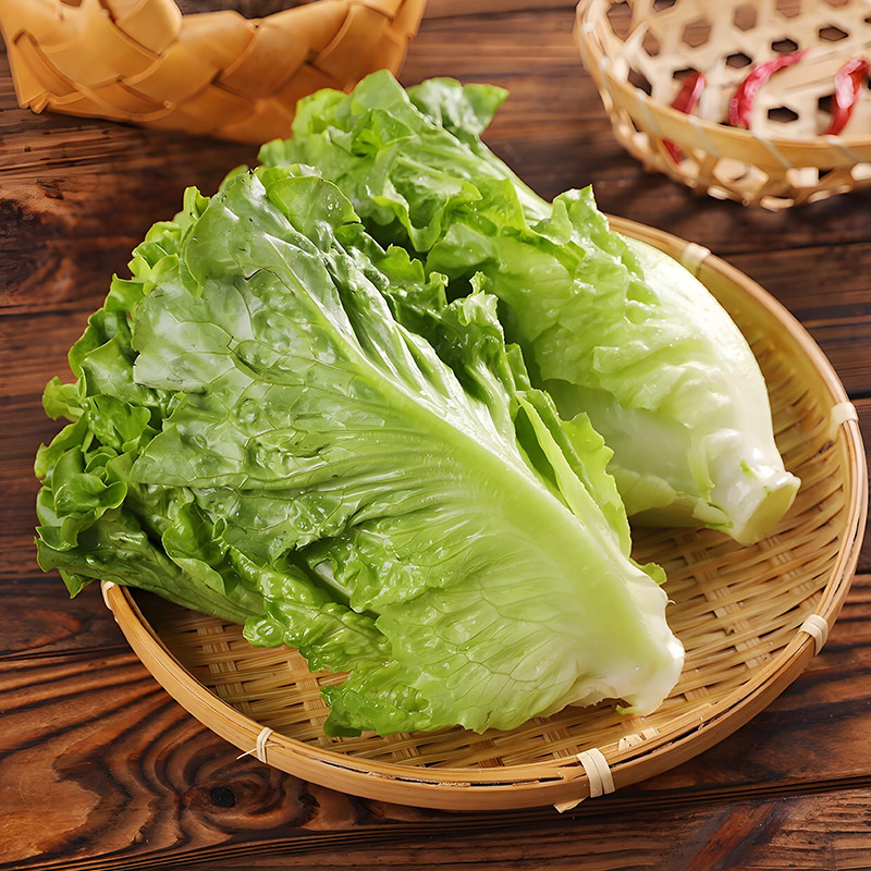 方震四季软尾快生菜种子耐寒易种