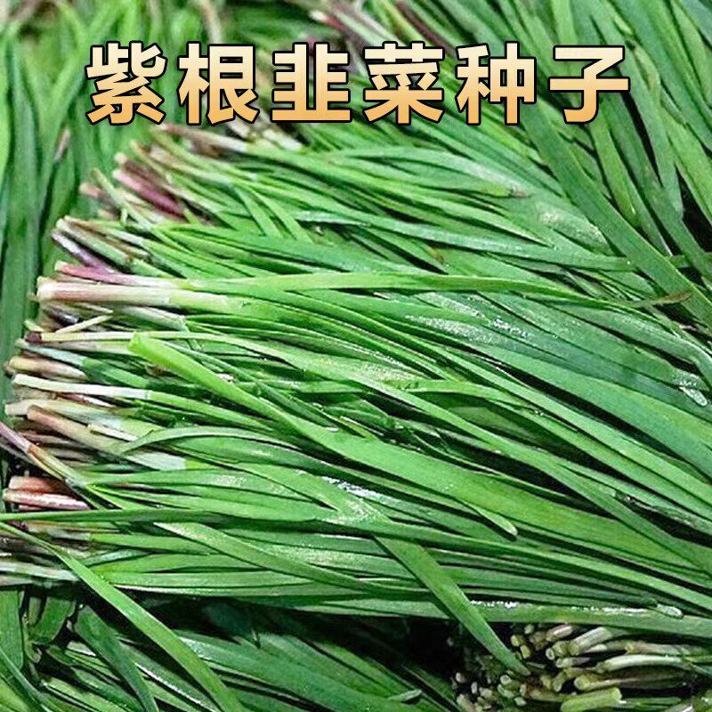 雪韭王抗病速长香紫根不休眠宽韭菜蔬菜种子菜园四季种韭菜籽