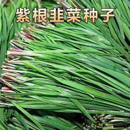 方震雪韭王抗病速长四季韭菜籽