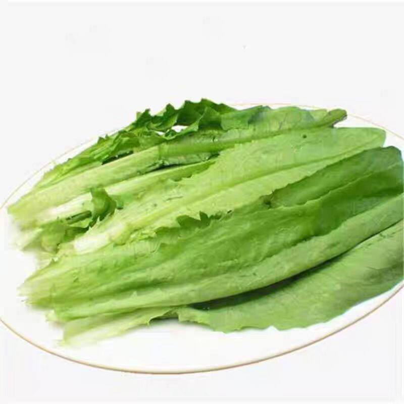 方震油麦菜种子四季播香甜脆爽