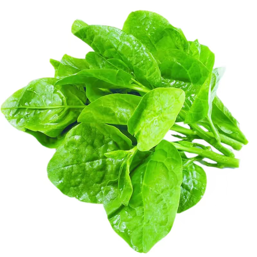 3包方震肥厚大叶木耳菜种子