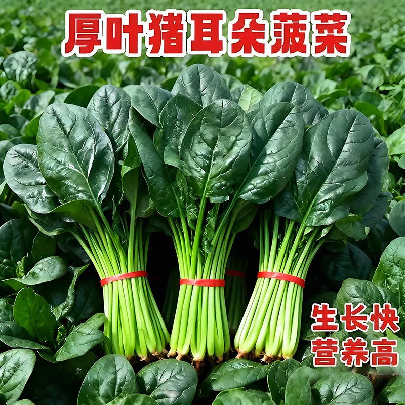 方震厚叶猪耳朵菠菜种子四季播