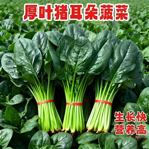 方震厚叶猪耳朵菠菜种子四季播