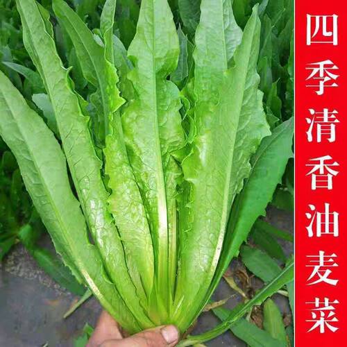 2包方震四季油麦菜种阳台种植