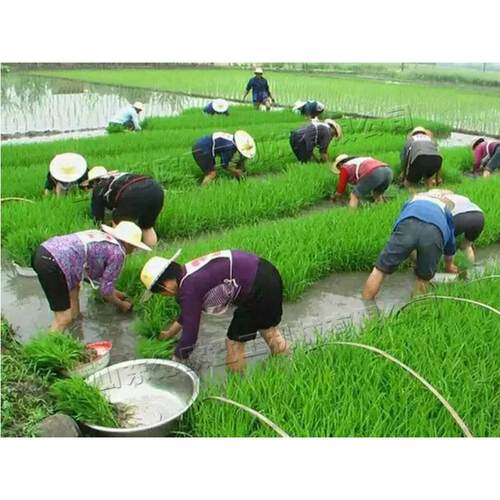 印度手摇式水稻插秧机双行人力步退式栽苗机全地形稻苗种植机