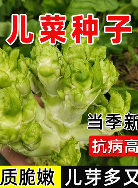 【今年新种】儿菜种子四季播娃娃菜抱子芥菜秋季蔬菜种子早熟易种