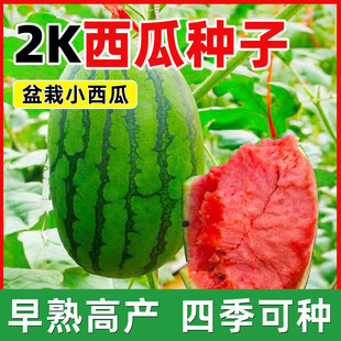 2K西瓜种子礼品小西瓜小糖丸皮薄沙瓤耐裂超甜吊瓜水果西瓜种籽子