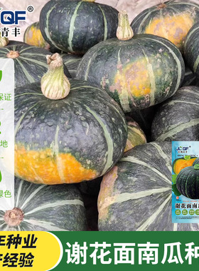 谢花面落花面板栗南瓜种子东北倭瓜窝瓜种籽粉面甜四季庭院阳台