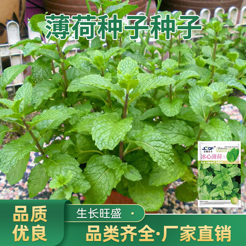 薄荷种子种籽可食用室内植物驱蚊草薄荷叶盆栽花卉猫薄荷苗种籽种