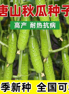 唐山秋瓜种子秋黄瓜丰产水果黄瓜阳台盆栽春季秋季易播种蔬菜种子