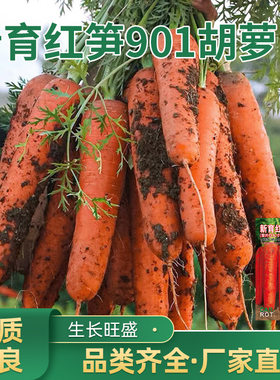 吉利青丰胡萝卜种子园艺